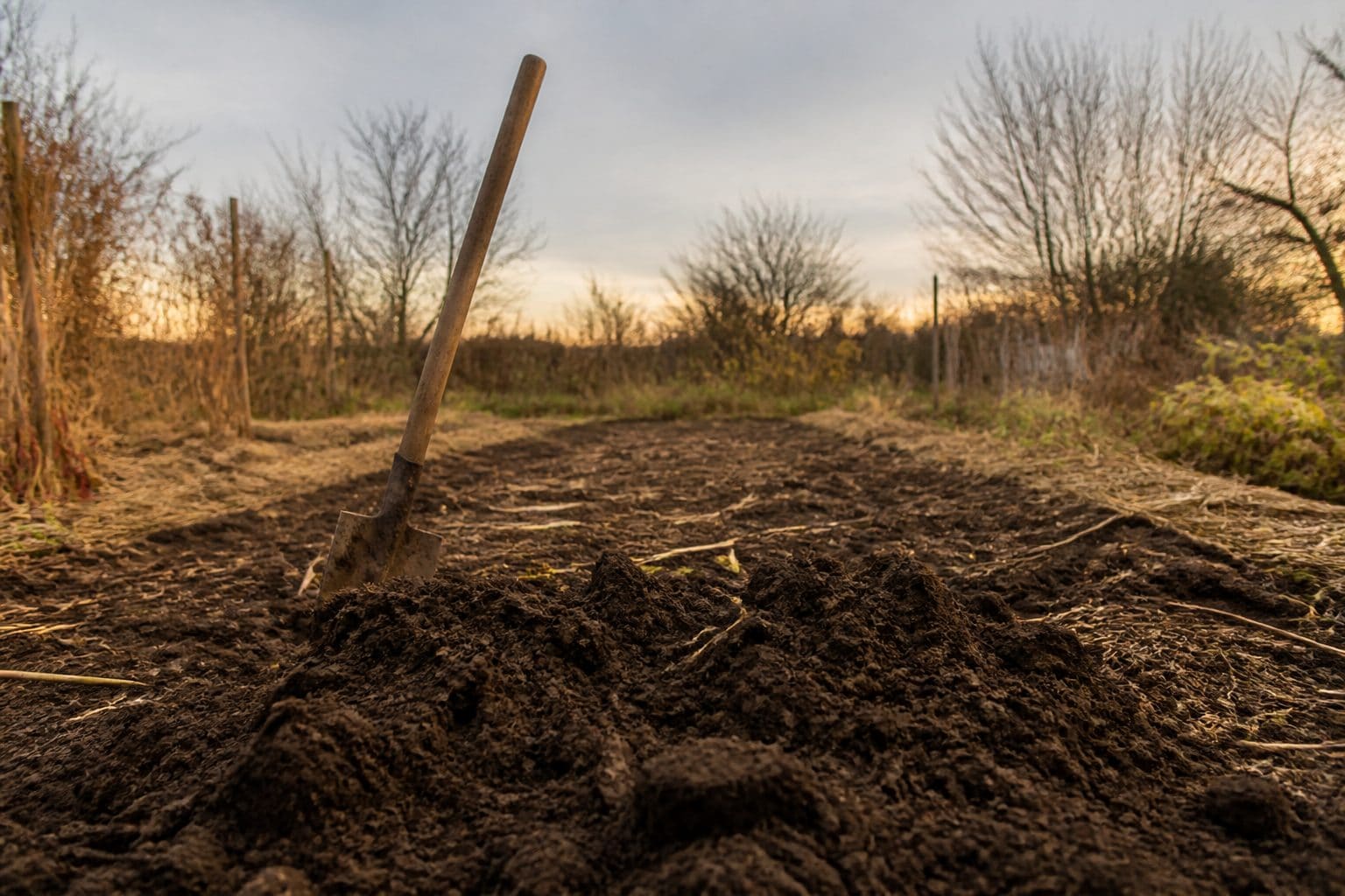 Une bêche plantée dans une planche de potager retournée, en fin d’automne, avec une motte de terre fraîchement remuée au premier plan