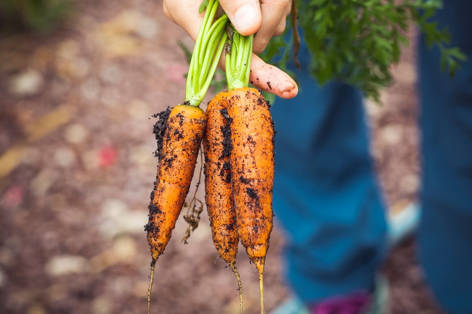 Trois carottes fraîchement arrachées, encore couvertes de terre, tenues par le feuillage au-dessus d’une allée de potager