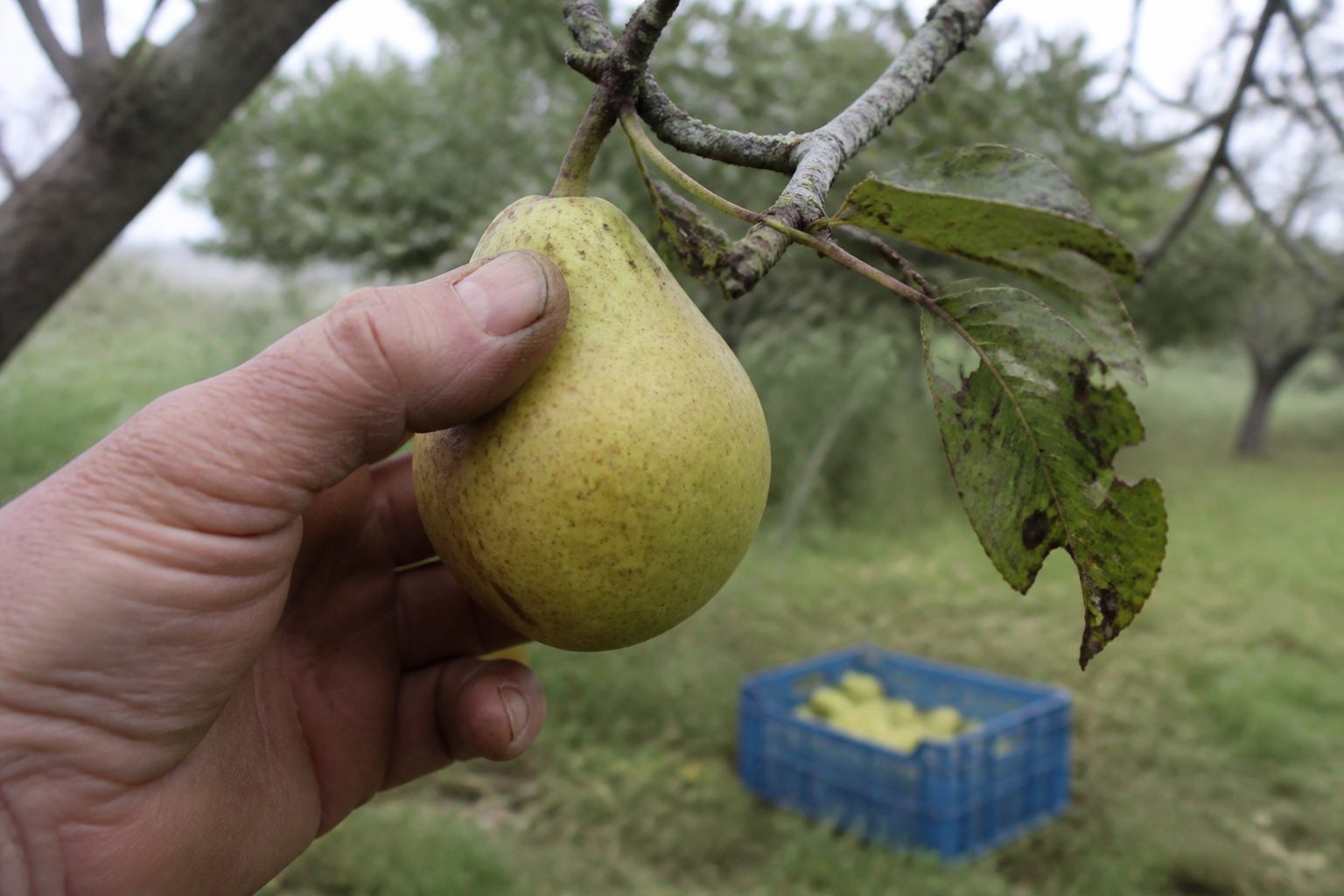 Une main tient une poire encore accrochée à sa branche, le pouce posé sur le haut du fruit, dans un verger sous ciel couvert avec une caisse à moitié remplie au sol