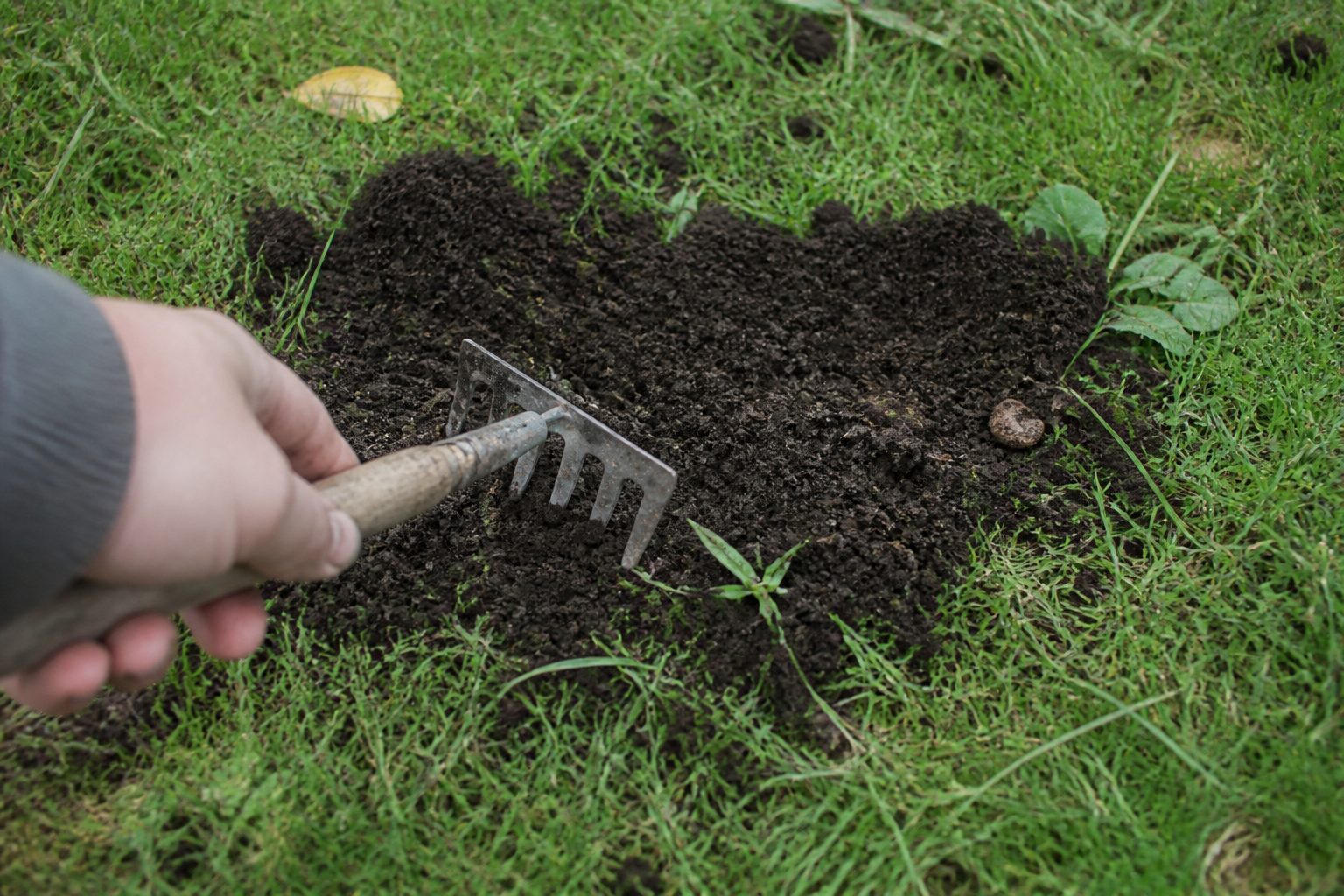 Une main de jardinier étale au râteau la terre meuble d’une taupinière sur une pelouse