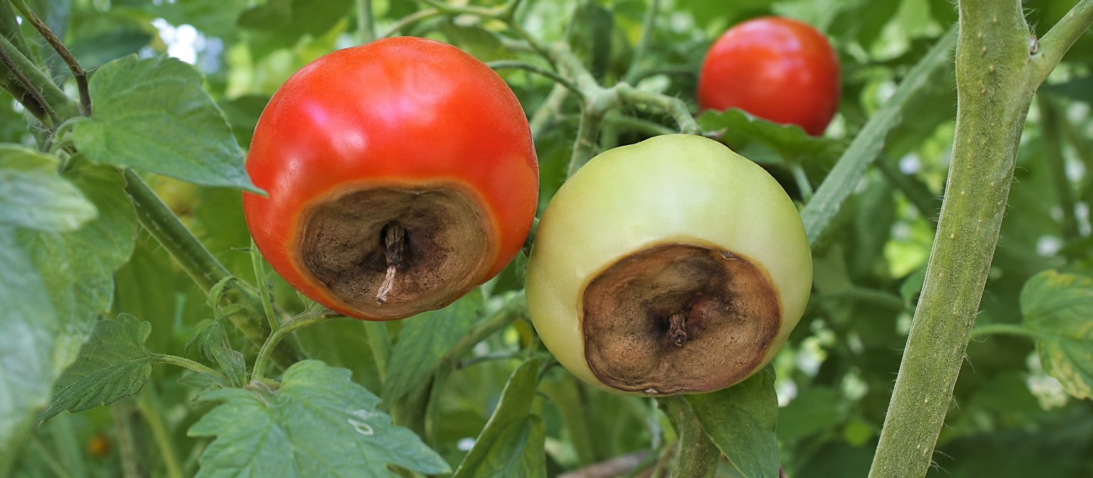 Tomates atteintes de cul noir à cause d’un arrosage irrégulier