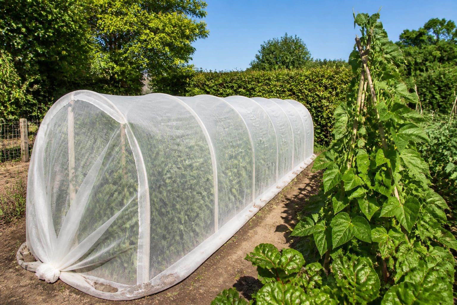 Un voile anti-insectes à mailles fines protège un rang de plants de tomates tuteurés dans un potager